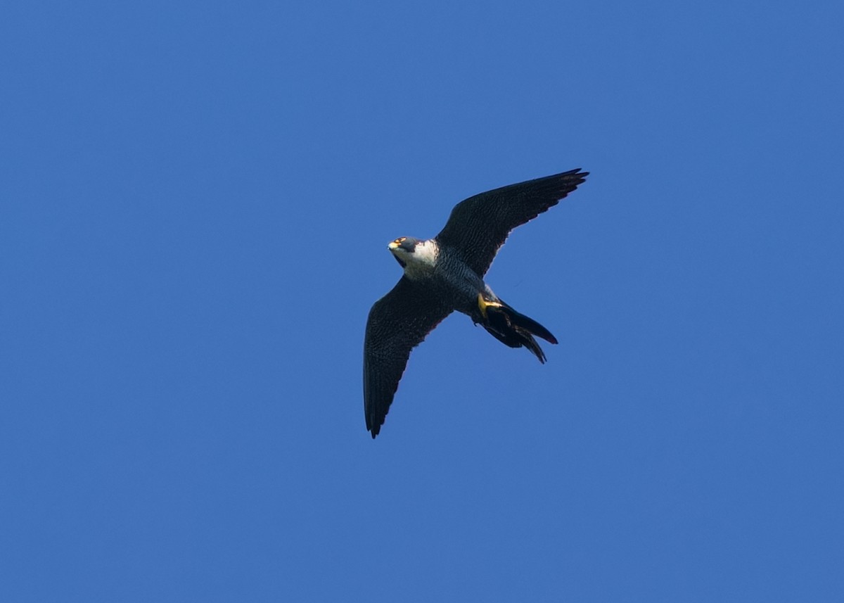 Peregrine Falcon (Indo-Pacific) - ML617559445