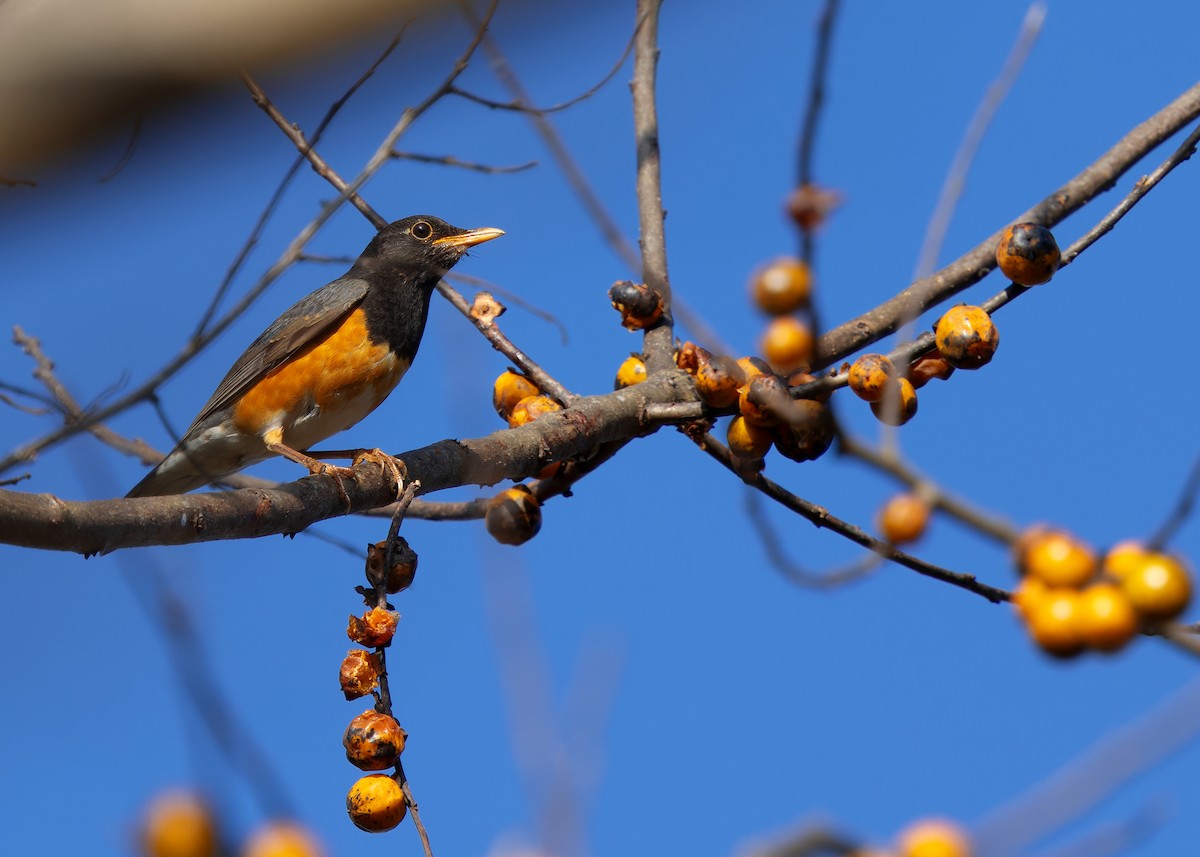 Black-breasted Thrush - Ayuwat Jearwattanakanok