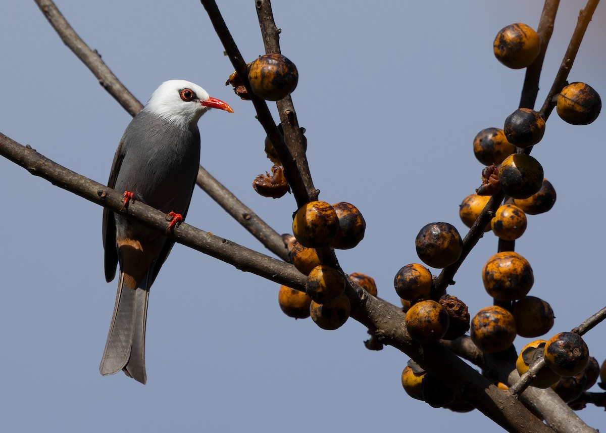 White-headed Bulbul - ML617559484