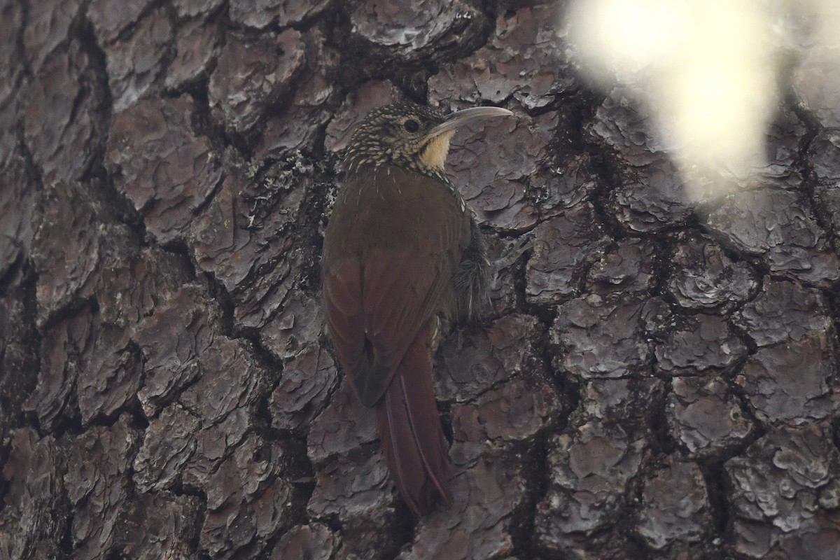 Spot-crowned Woodcreeper - ML617559487