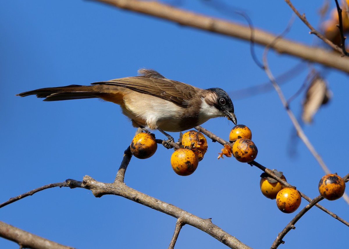 Bulbul à poitrine brune - ML617559492