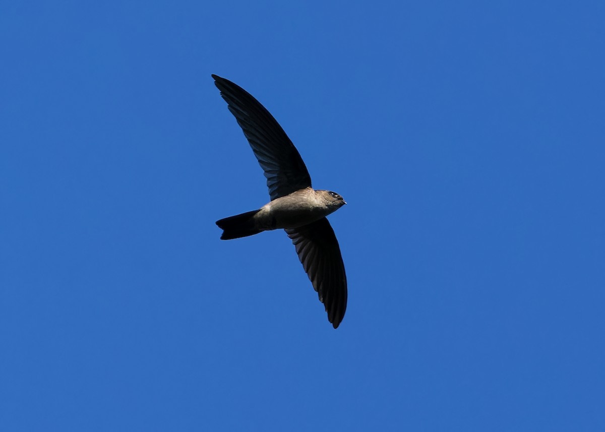 Himalayan Swiftlet - ML617559500