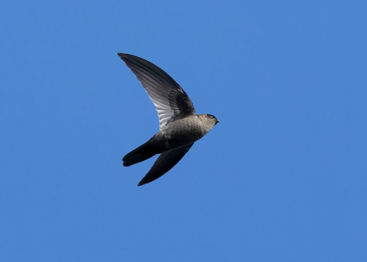 Himalayan Swiftlet - ML617559501