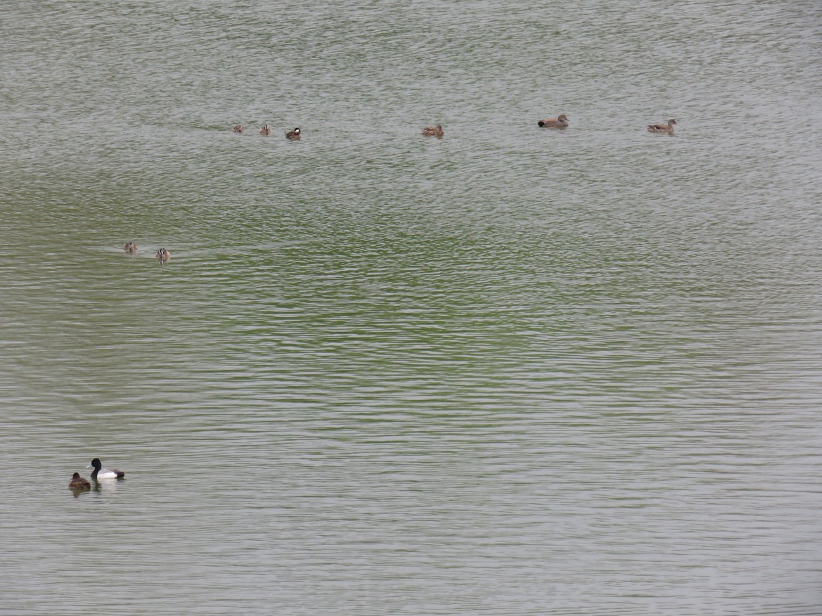 Lesser Scaup - ML617559504