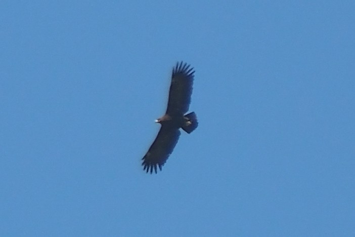 Greater Spotted Eagle - ML617559512