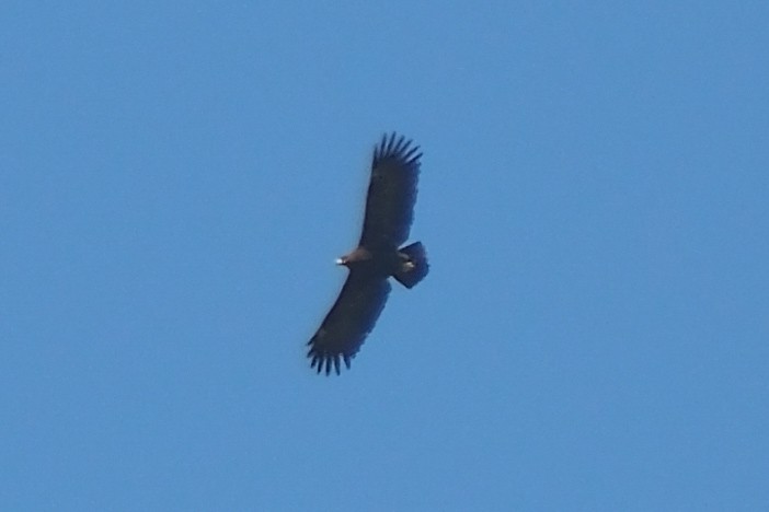 Águila Moteada - ML617559512