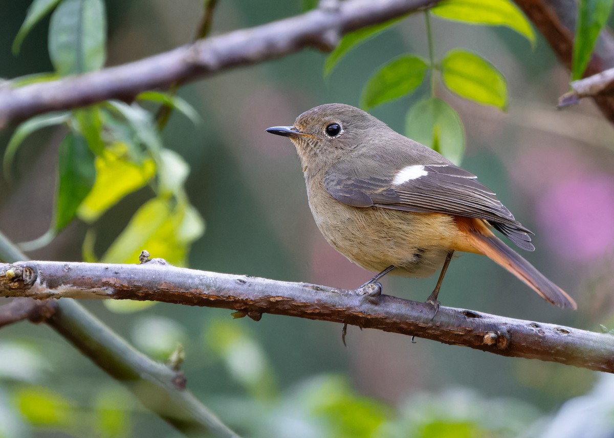 Daurian Redstart - ML617559526