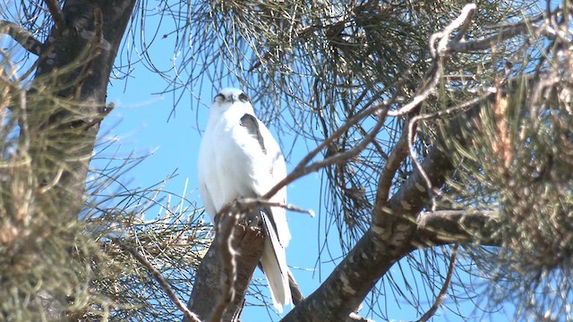 Black-shouldered Kite - ML617559575