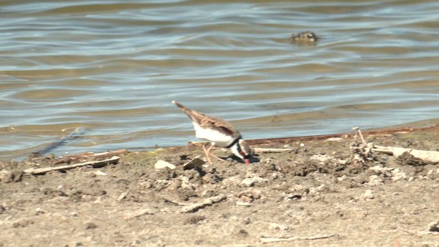 Black-fronted Dotterel - ML617559586