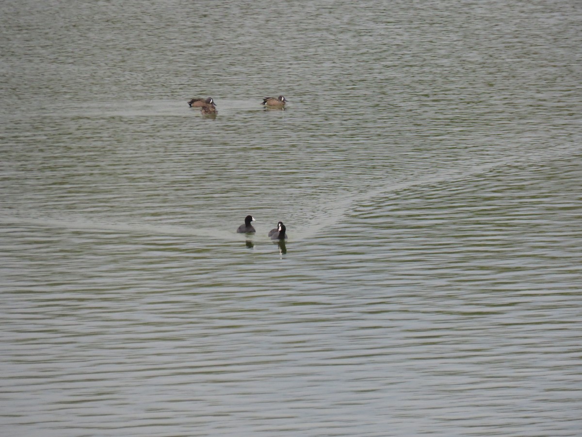 American Coot - ML617559608