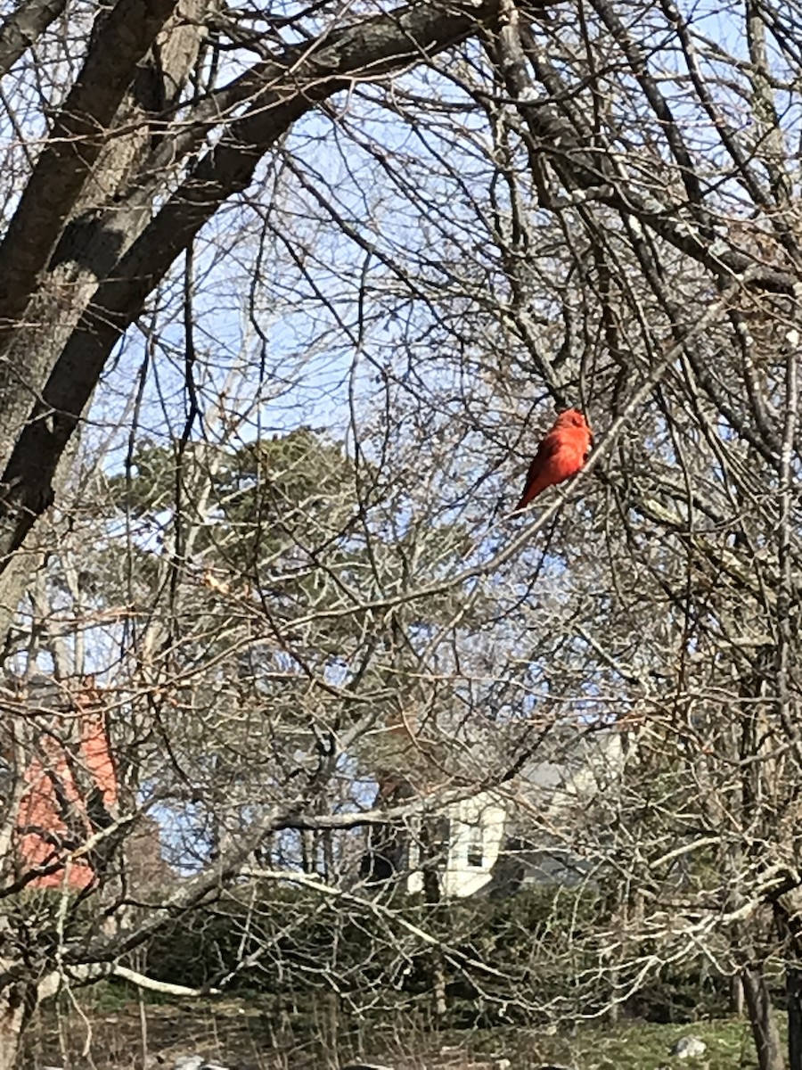 Summer Tanager - Marian Zimmerman