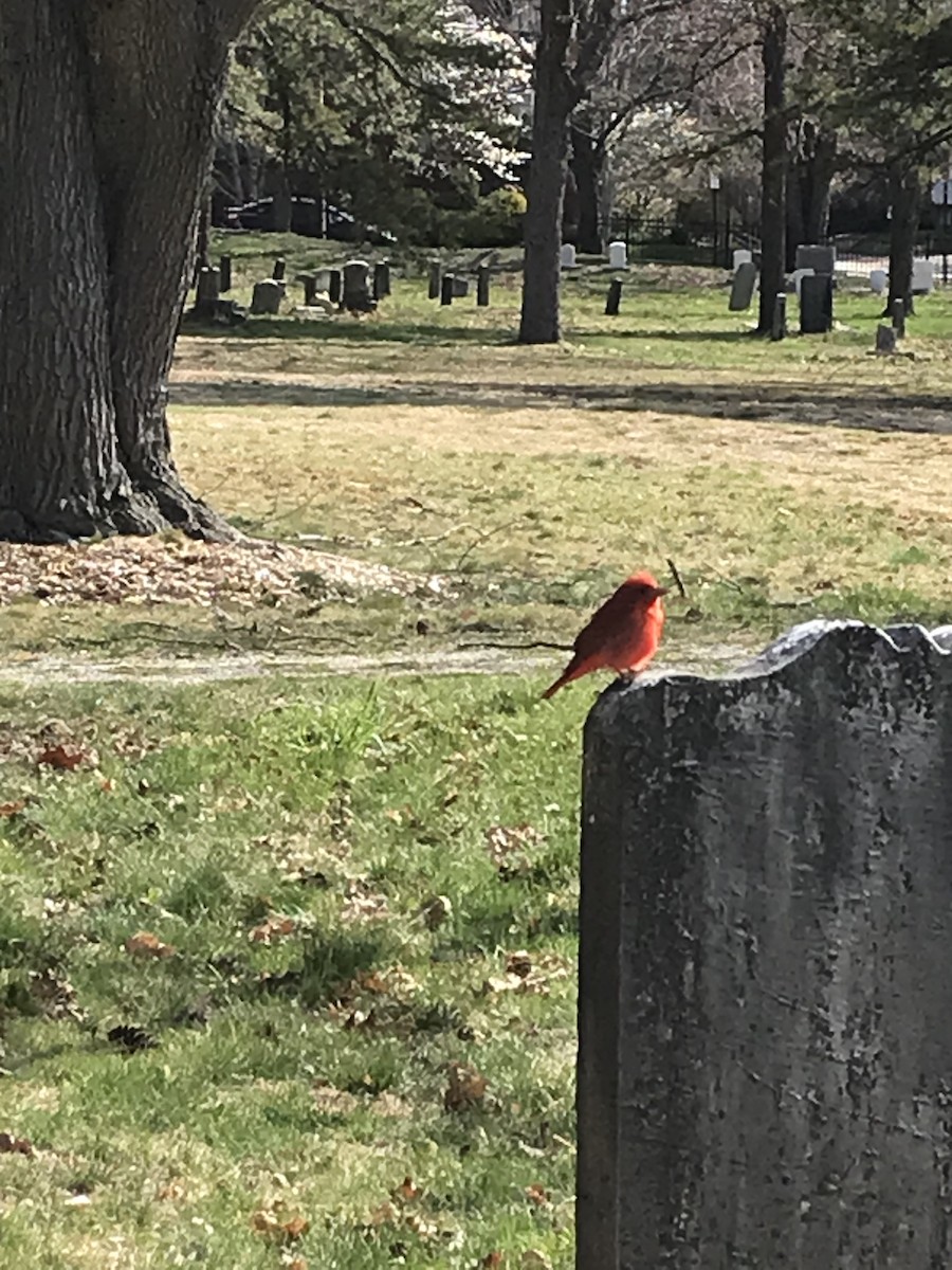 Summer Tanager - ML617559632