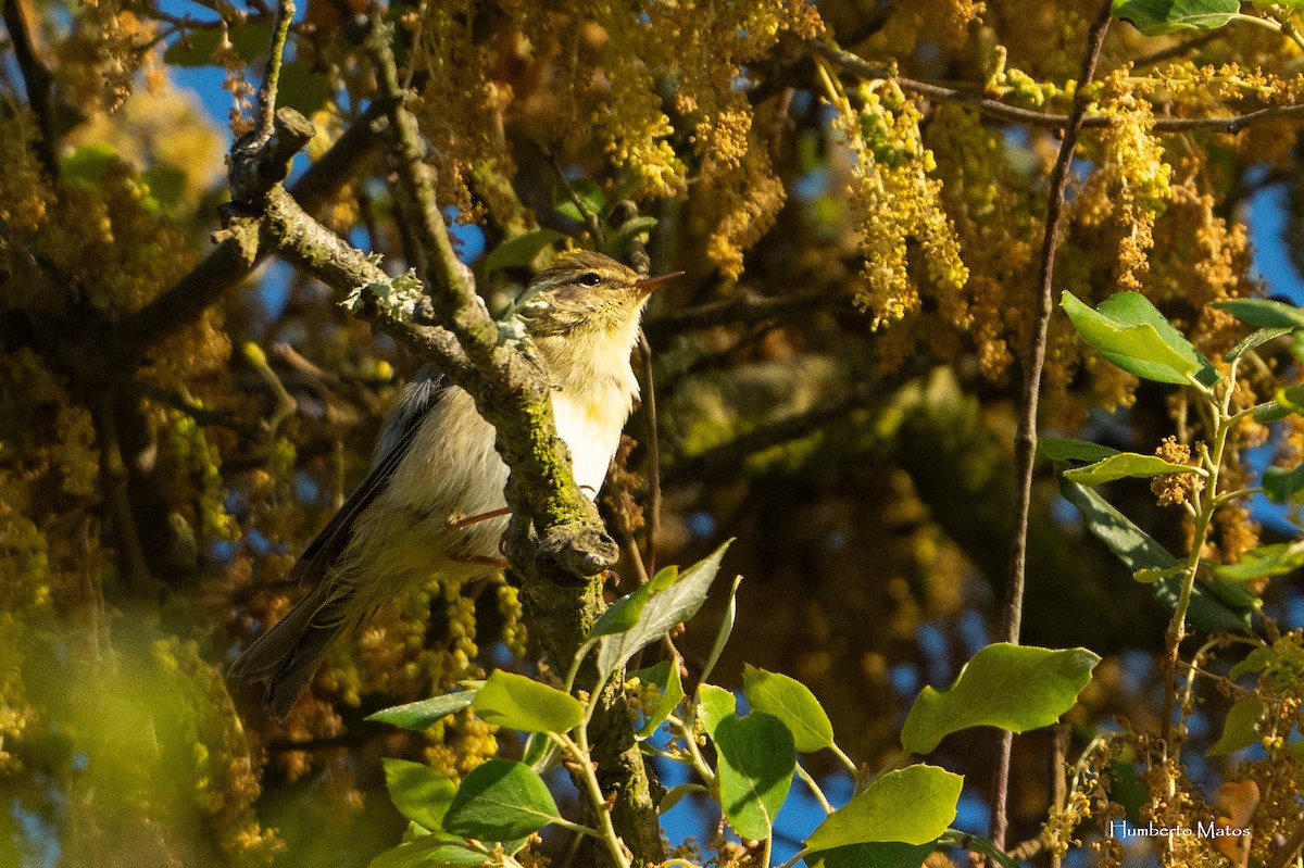 Willow Warbler - Humberto Matos