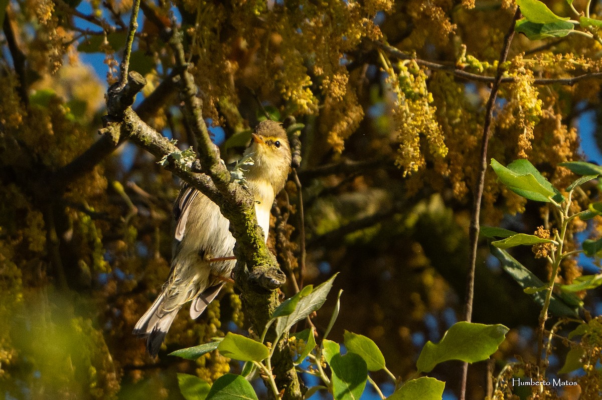 Willow Warbler - ML617559650