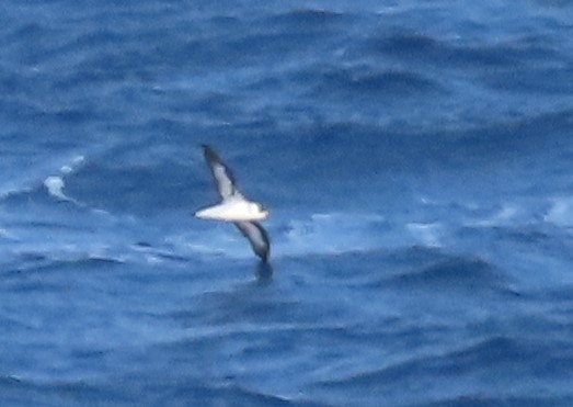 Black-capped Petrel - robert wellens