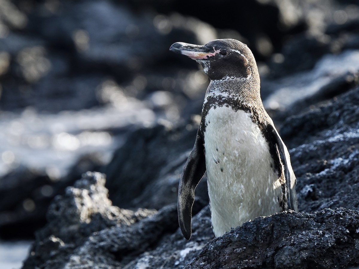 Галапагосский пингвин - ML617559684
