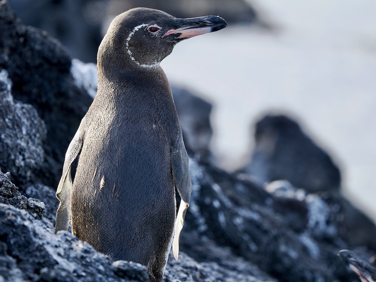 Галапагосский пингвин - ML617559685