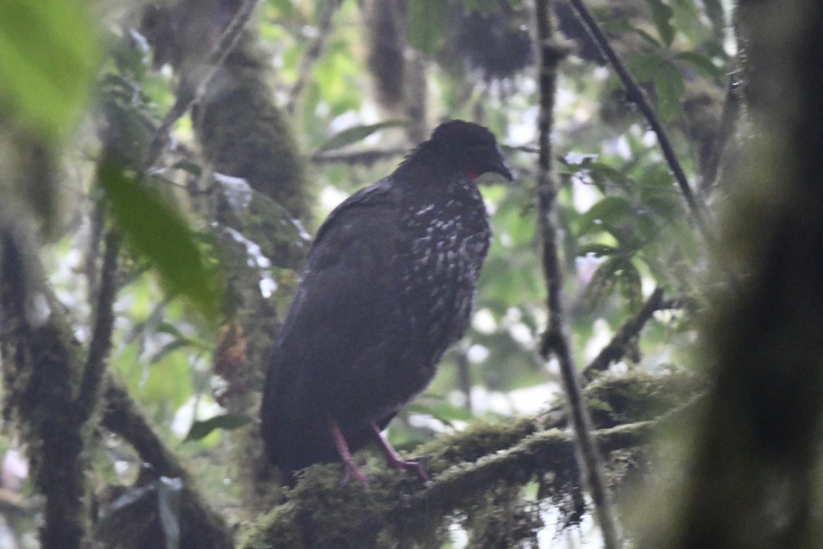Crested Guan - ML617559693