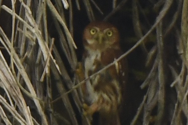 Glaucidium sp. - ML617559740