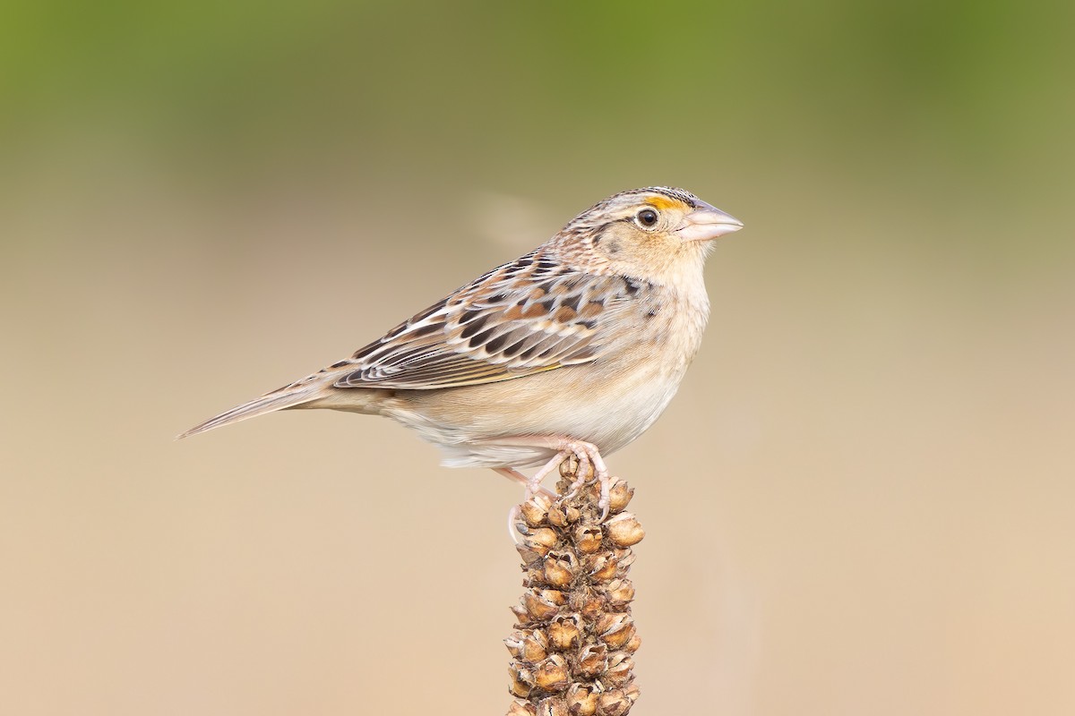 Grasshopper Sparrow - ML617559751