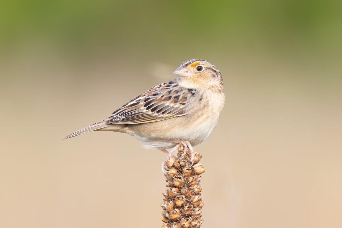 Grasshopper Sparrow - ML617559752