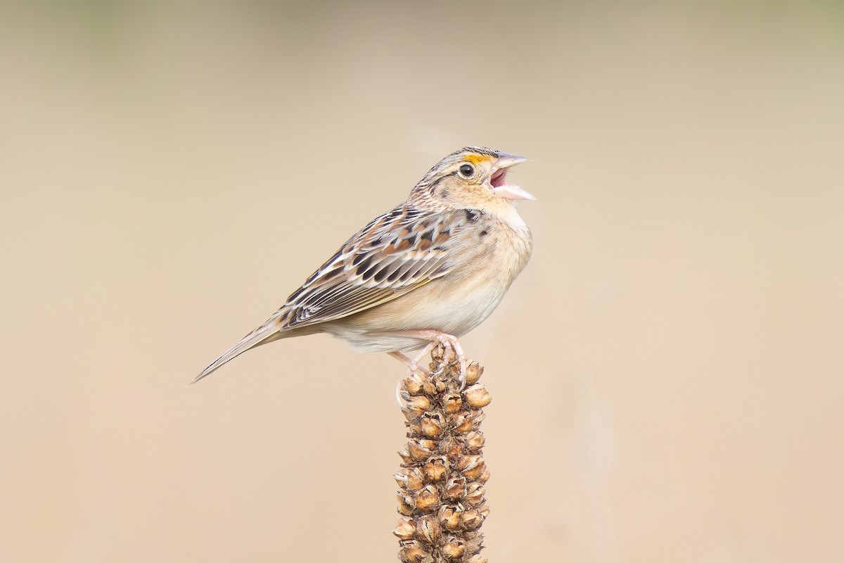 Grasshopper Sparrow - ML617559753