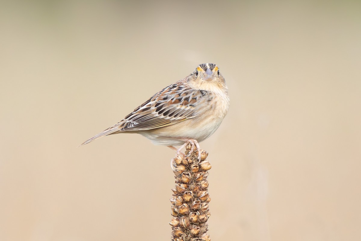 Grasshopper Sparrow - ML617559754