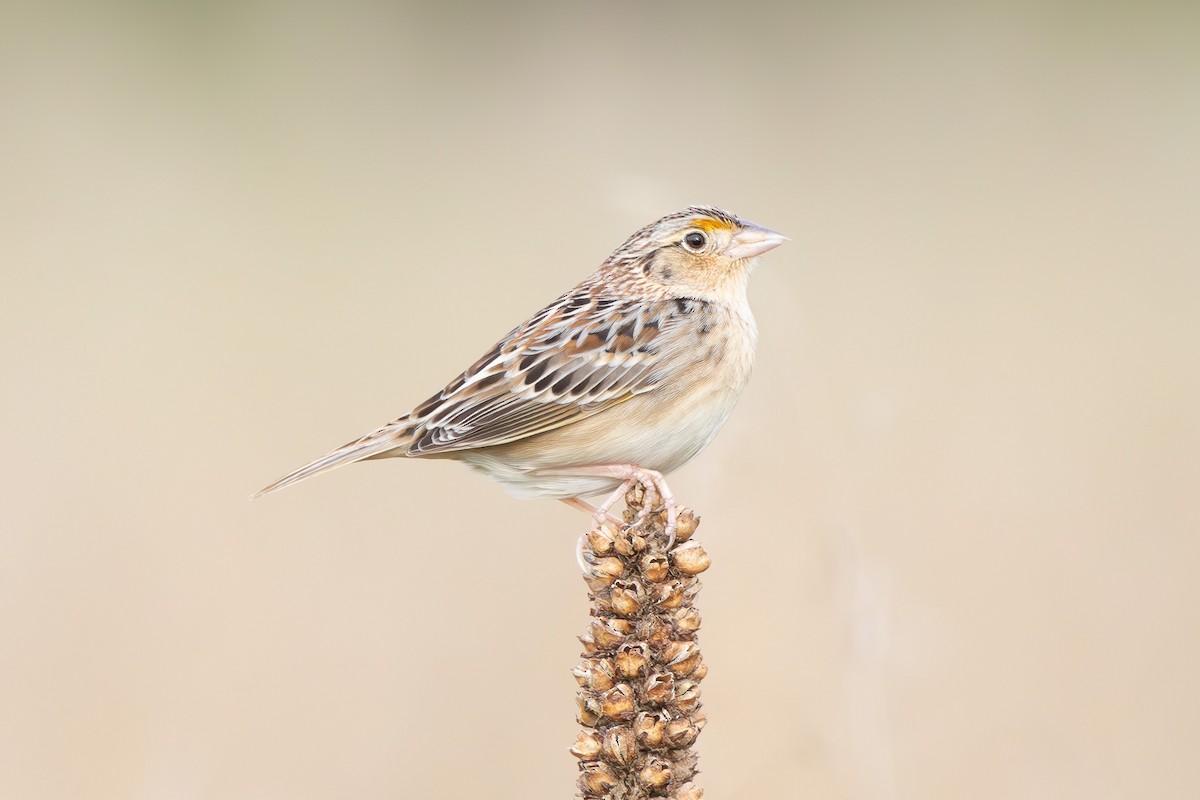Grasshopper Sparrow - ML617559755