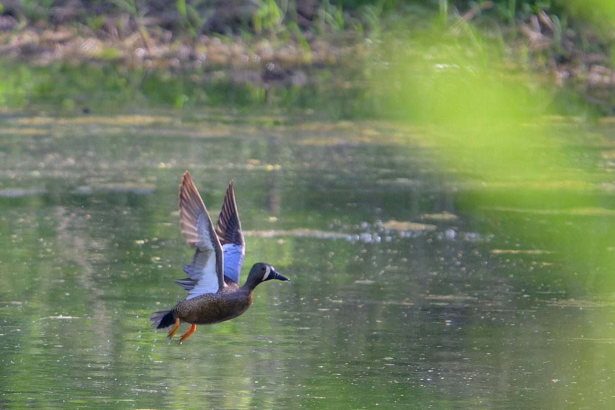 Blue-winged Teal - Graham Gerdeman