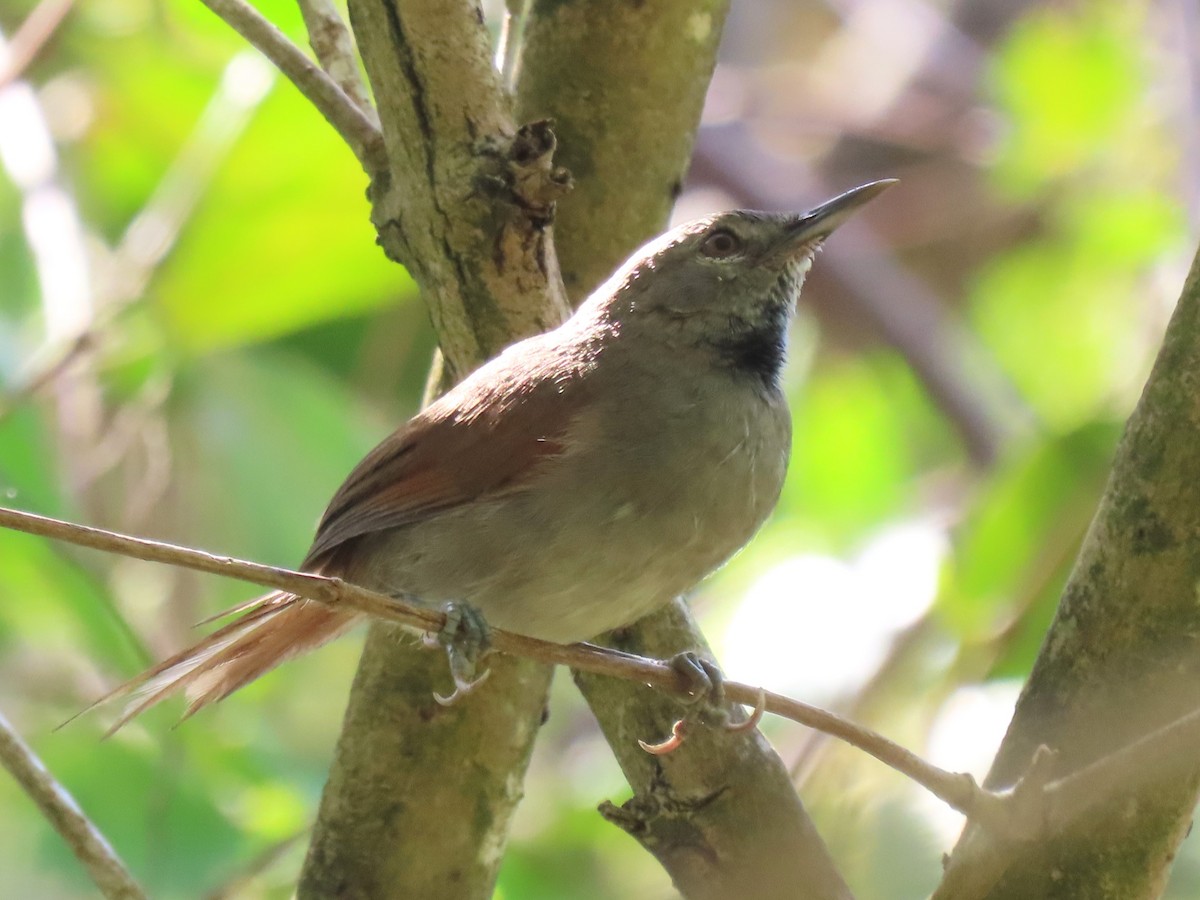 White-bellied Spinetail - Hugo Foxonet