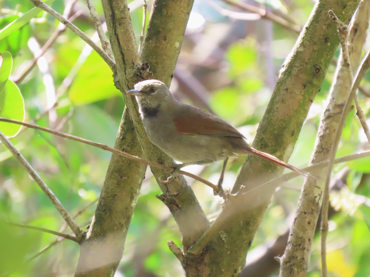 White-bellied Spinetail - ML617559780