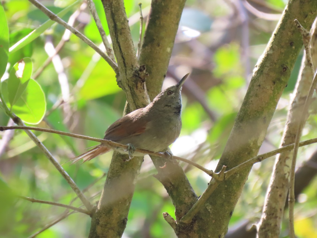 White-bellied Spinetail - ML617559781