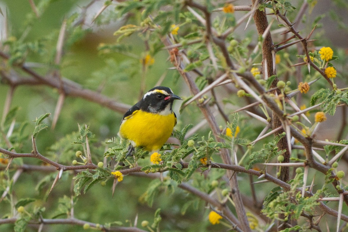 Bananaquit - ML617559867