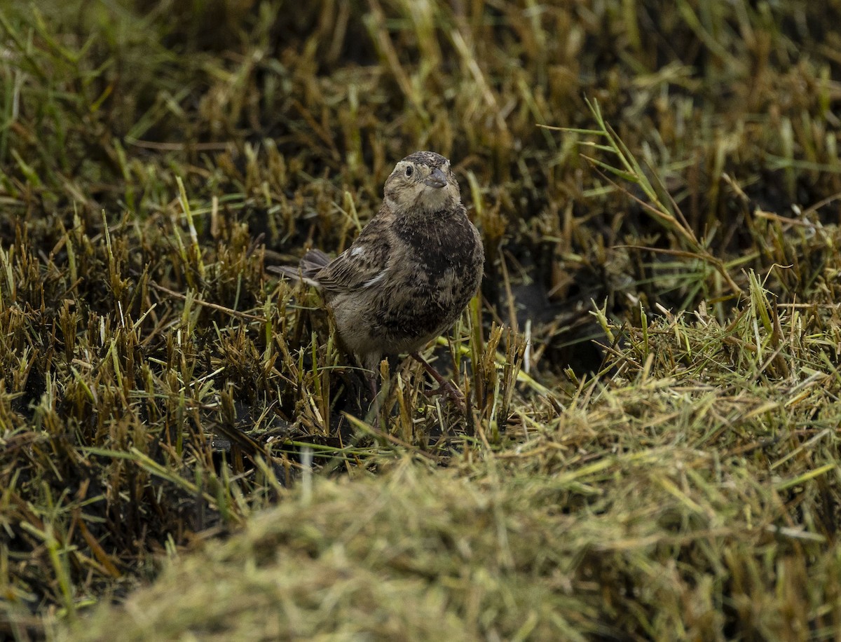 Chestnut-collared Longspur - Mike Austin