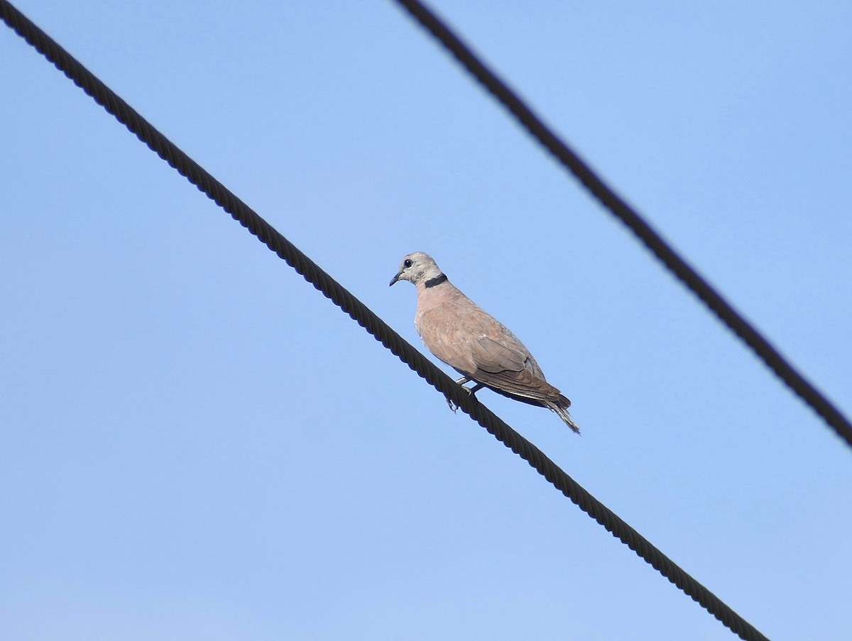 Red Collared-Dove - ML617559919