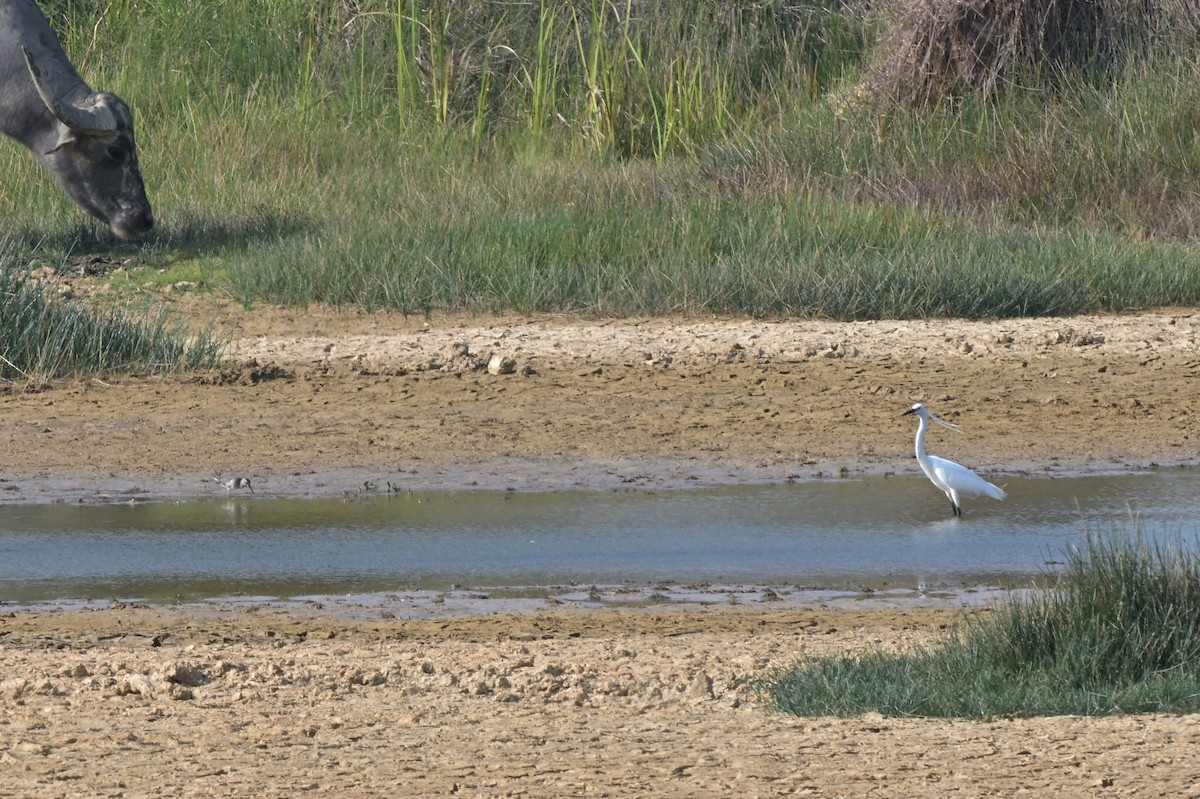 Little Egret (Western) - ML617559944