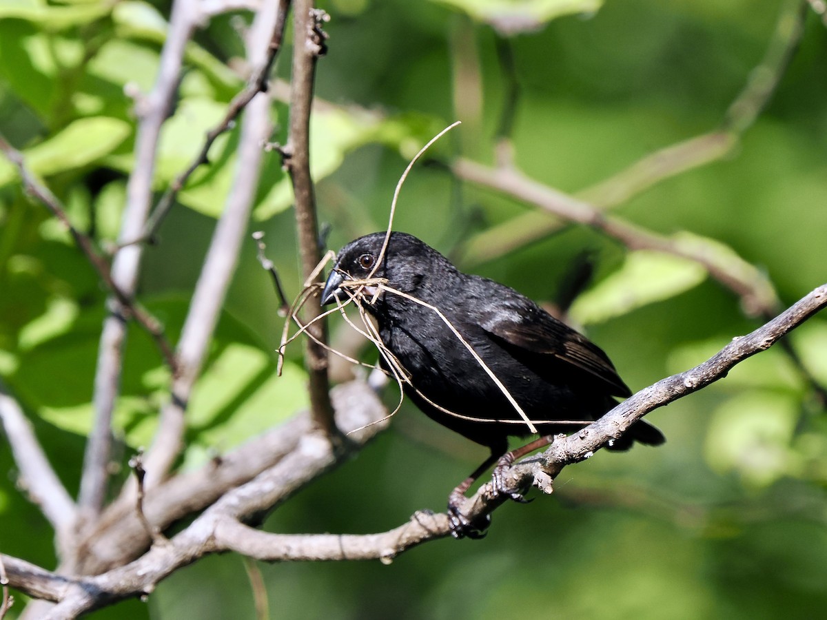 Small Ground-Finch - Gabriel Willow