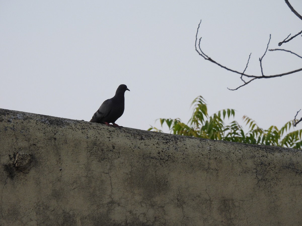 Rock Pigeon (Feral Pigeon) - Shilpa Gadgil