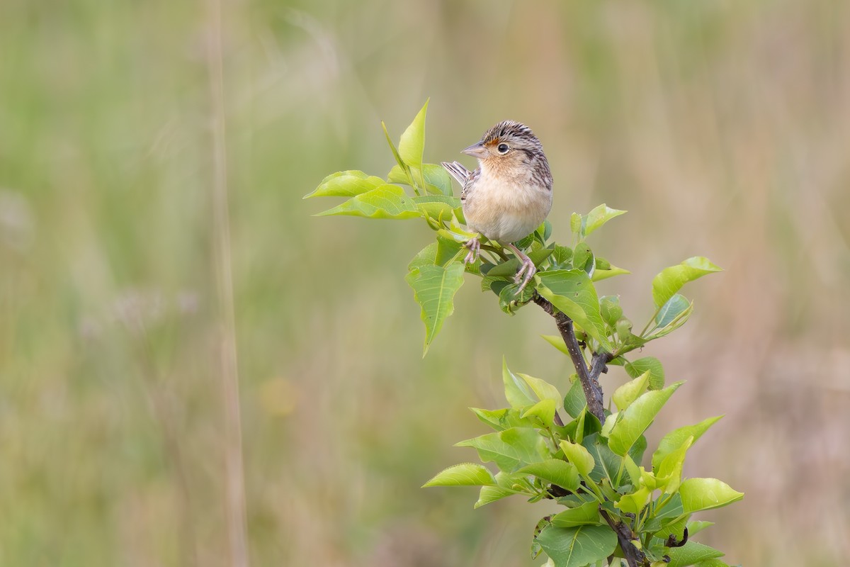 Grasshopper Sparrow - ML617560011