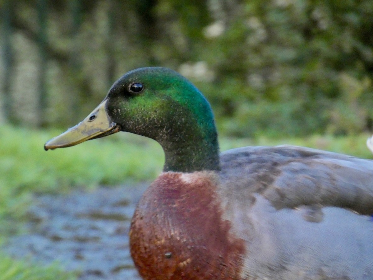 Canard colvert - ML617560030