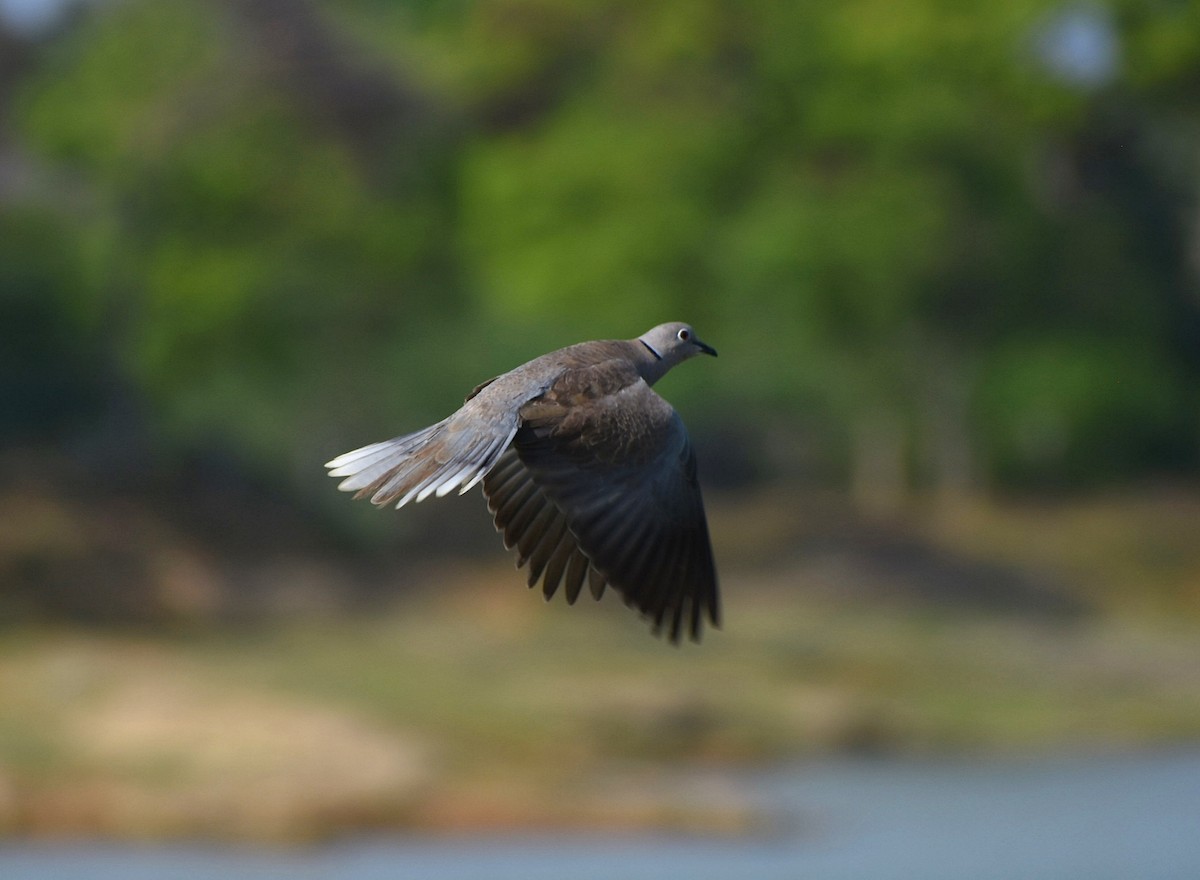 Eurasian Collared-Dove - ML617560066