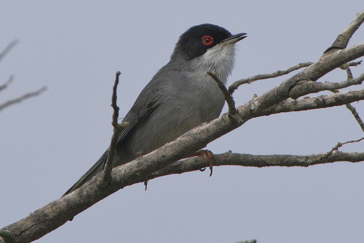 Sardinian Warbler - ML617560079