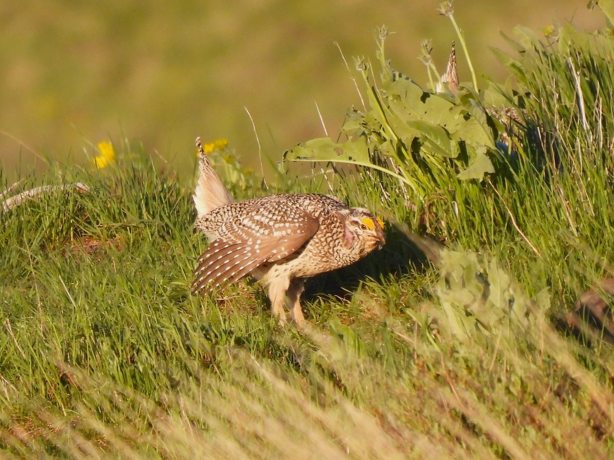 Sharp-tailed Grouse - Ron Youngs