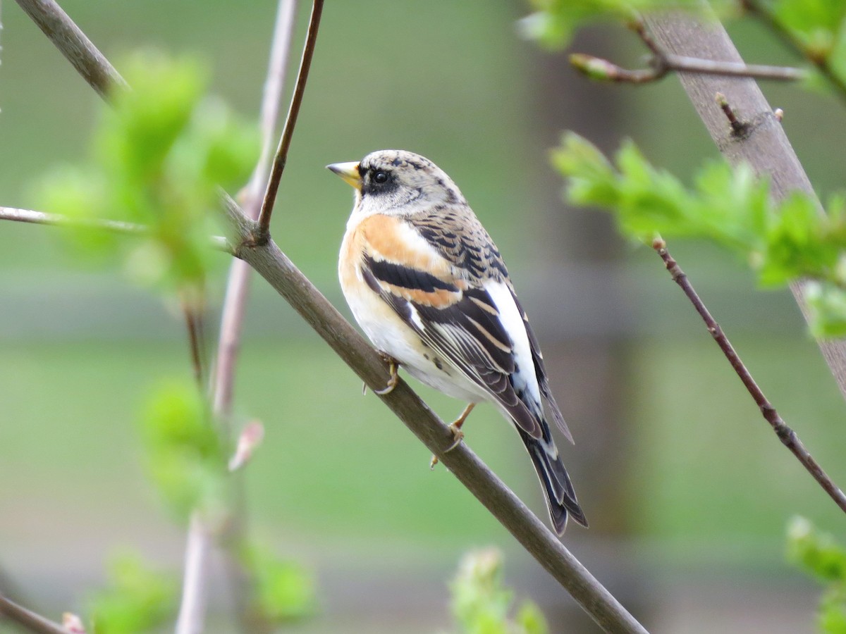 Brambling - ML617560103