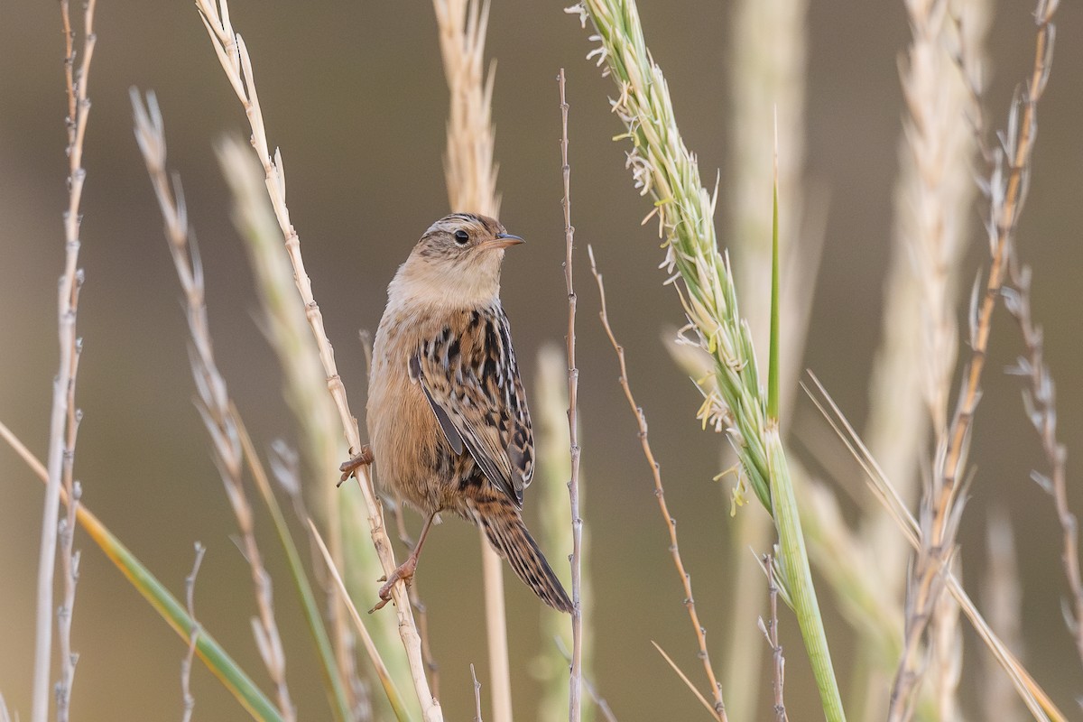 Grass Wren - ML617560119