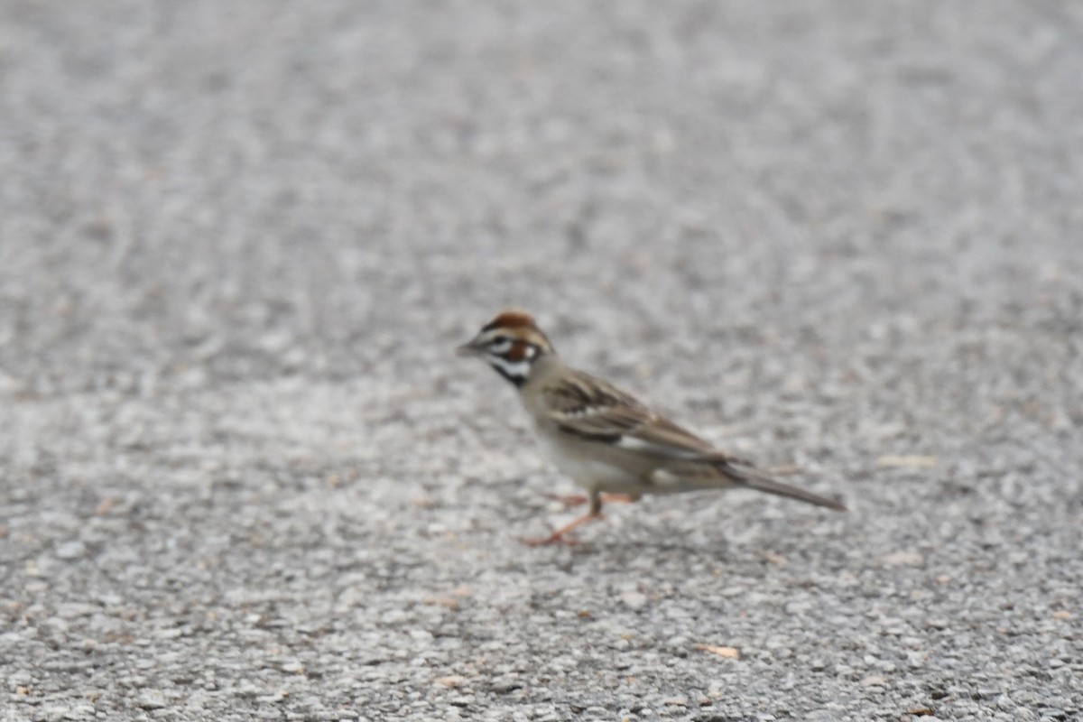 Lark Sparrow - Dave Joyce