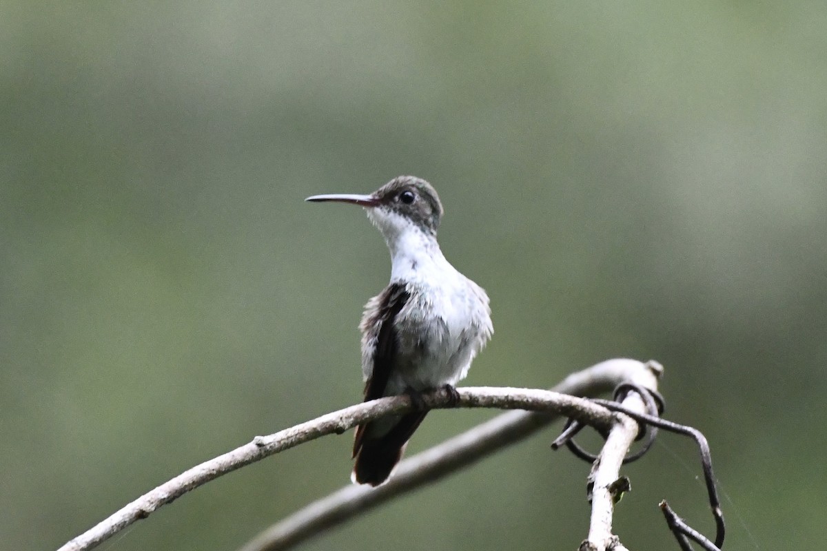 White-bellied Emerald - ML617560125