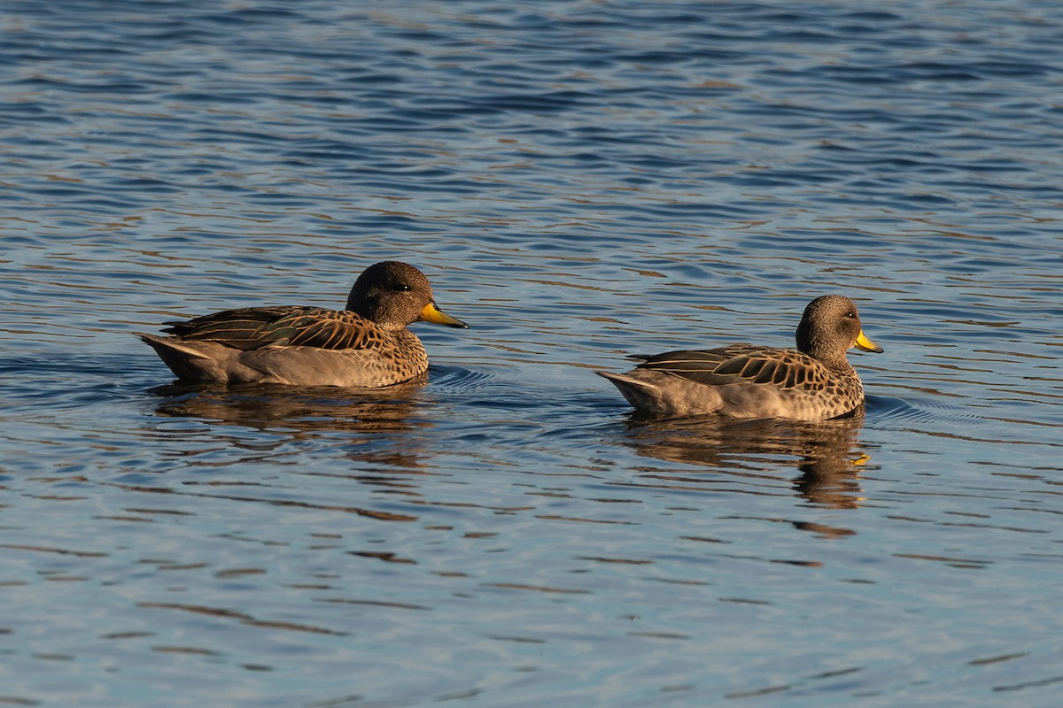 Yellow-billed Teal - ML617560133