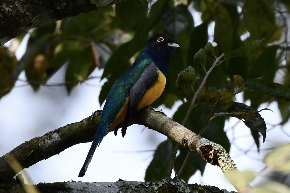 Mor Trogon - ML617560150