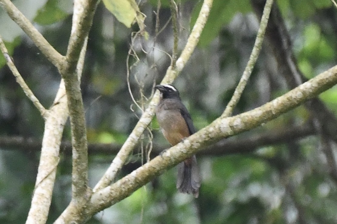 Cinnamon-bellied Saltator - Erik Atwell